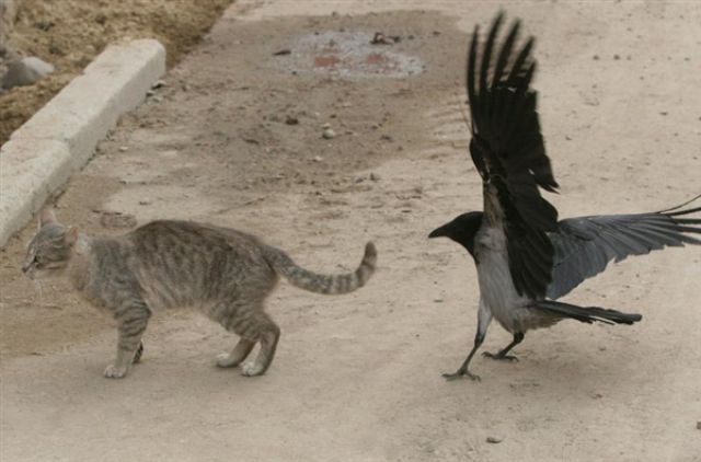 Кот и ворона фото