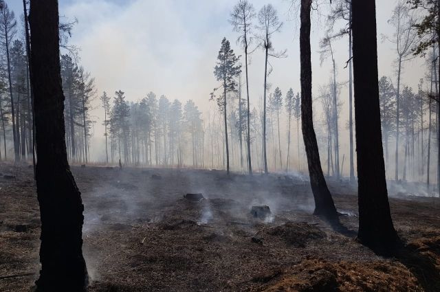 В России тушат лесные пожары на площади 55 тыс. га