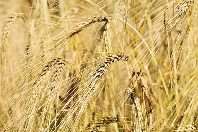 Минсельхоз: Дагестан в этом году обеспечит себя зерном