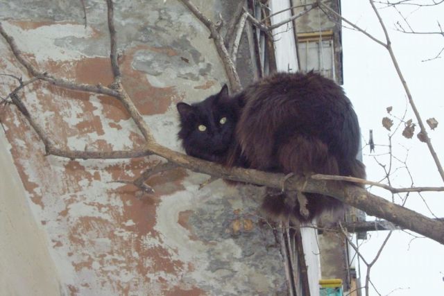 В Новосибирске женщина застряла на дереве, спасая кота