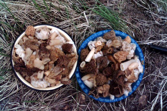 В Новосибирской области вёдрами вывозят урожай грибов