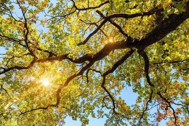 200-летний дуб из Адыгеи претендует на звание «Дерево года»