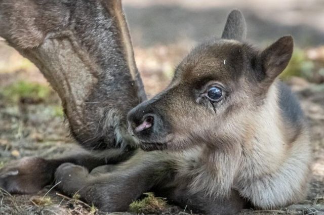 В Новосибирском зоопарке родился детеныш у северных оленей