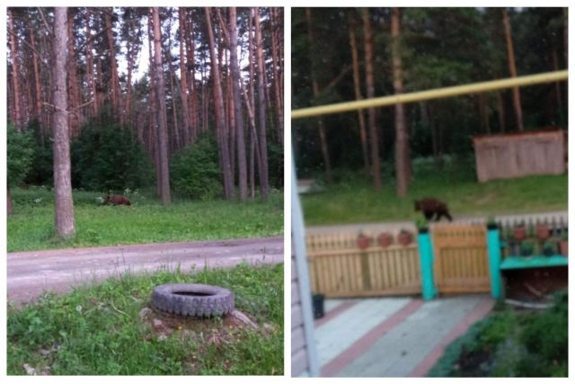 В Новосибирской области медведь вышел к частным жилым домам