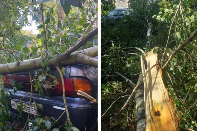 Дерево упало на автомобиль Toyota во дворе дома в Новосибирске