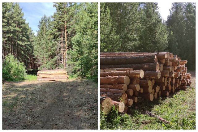 В Новосибирской области пожаловались на вырубку деревьев на берегу Оби