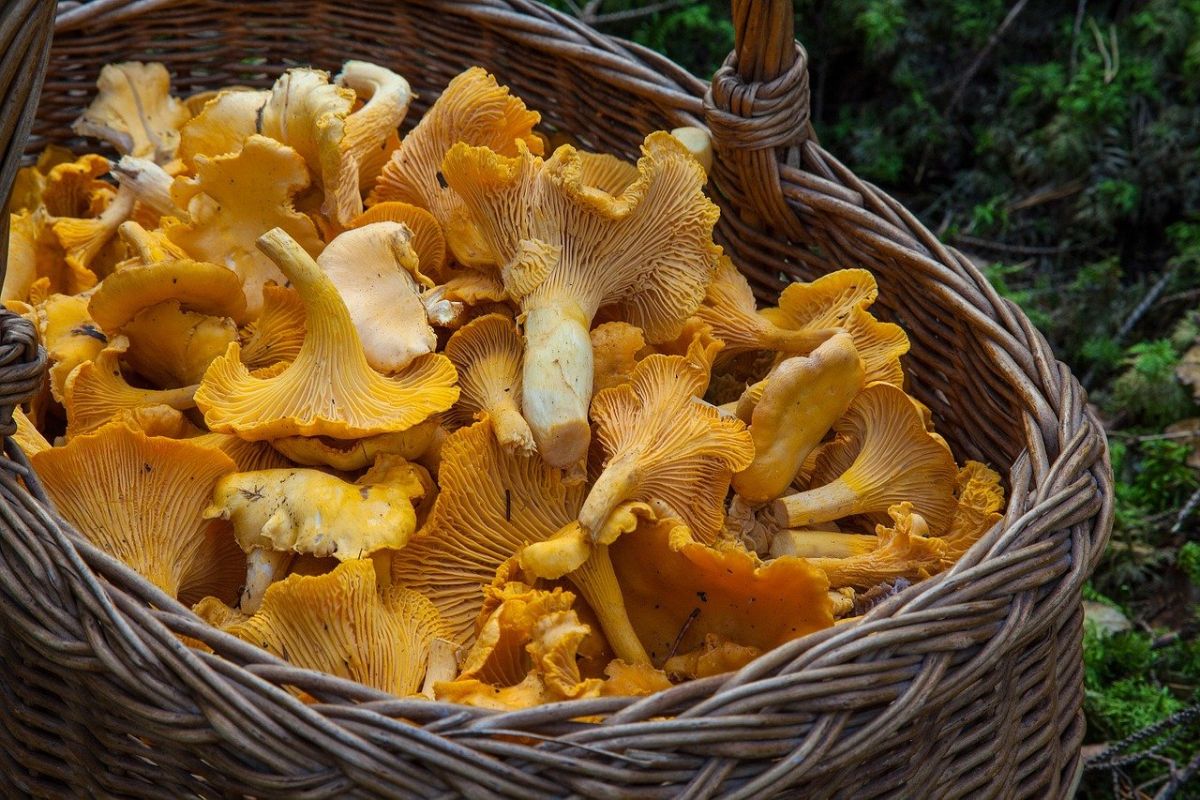Эколог Арбатский назвал опасные для сбора грибов места в Новосибирске