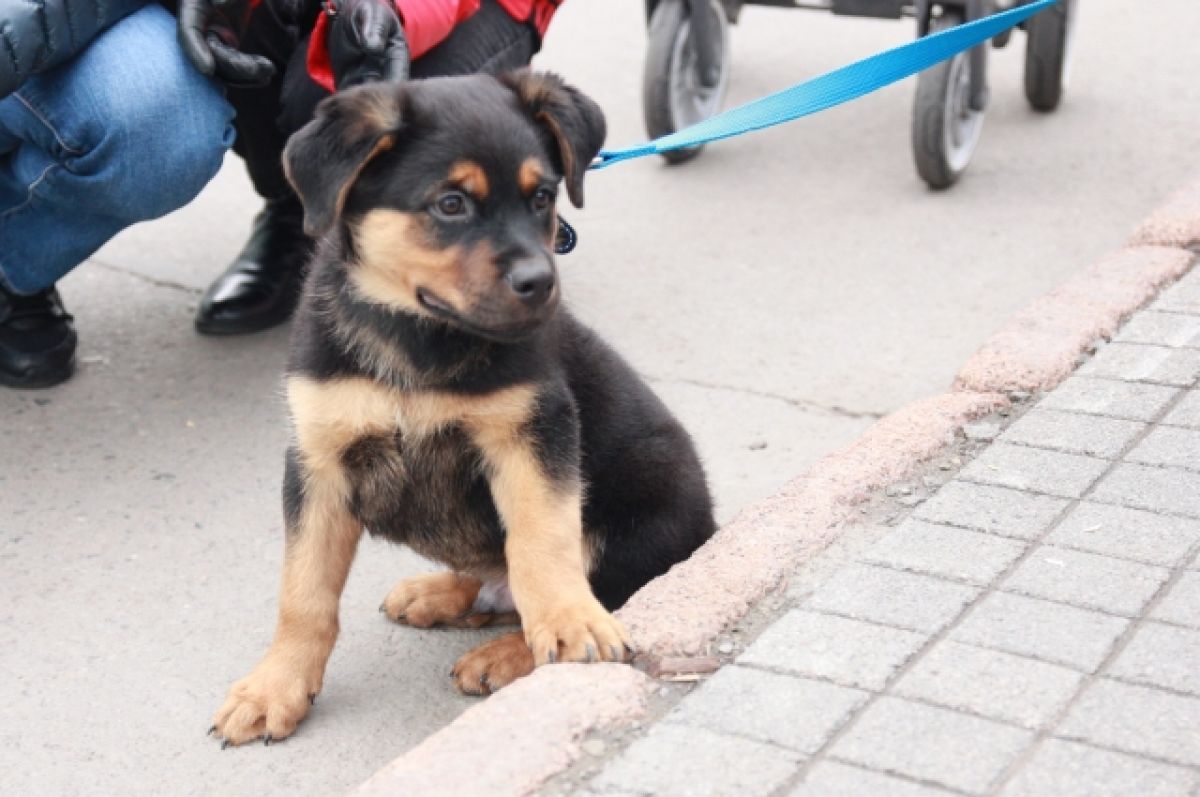 Собака застряла головой в заборе в Архангельской области