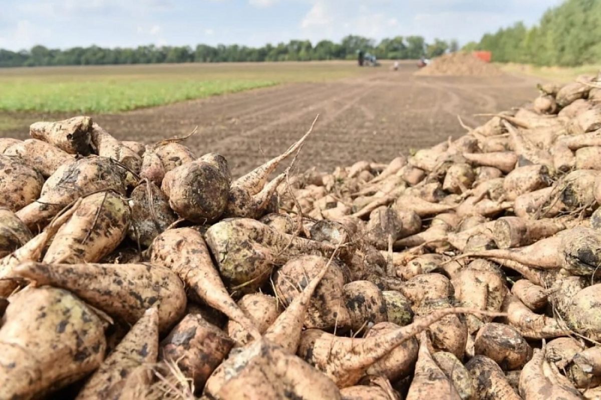 На Кубани заложат 170 га посевов сахарной свеклы отечественной селекции