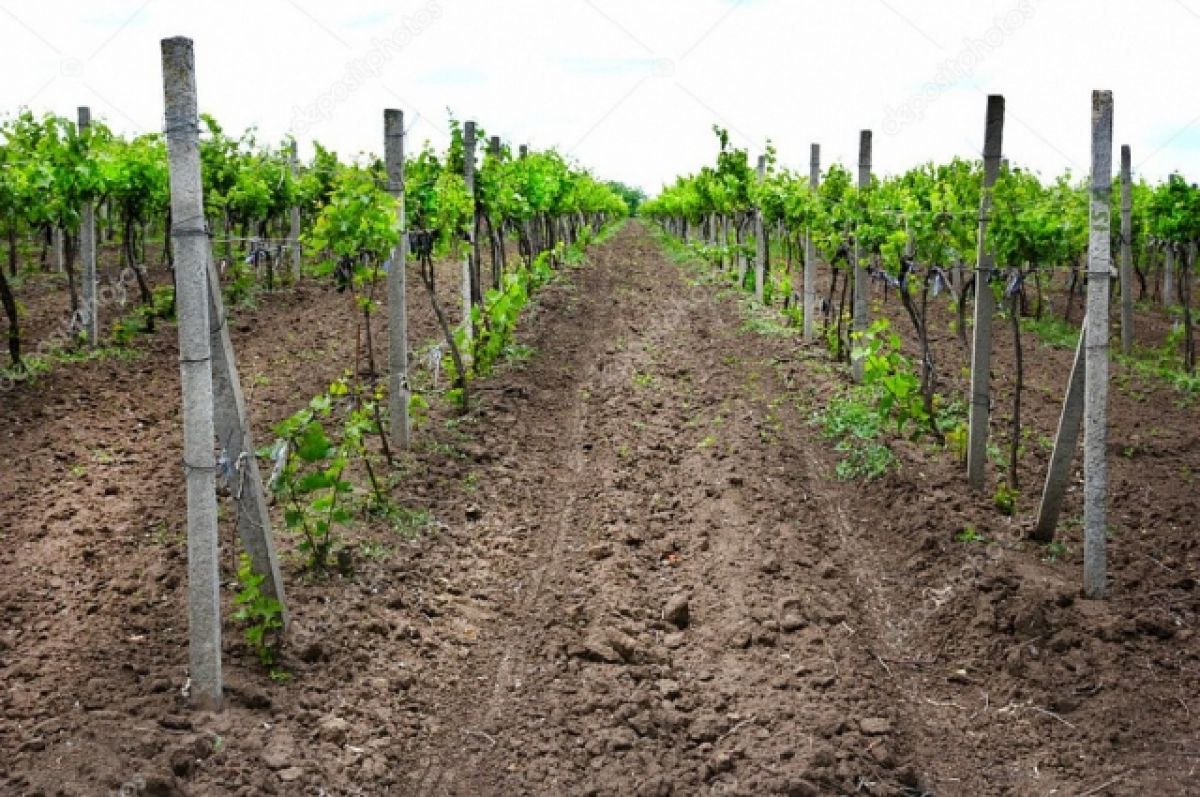 В Анапском техникуме открылся кластер «Виноградарство и виноделие»