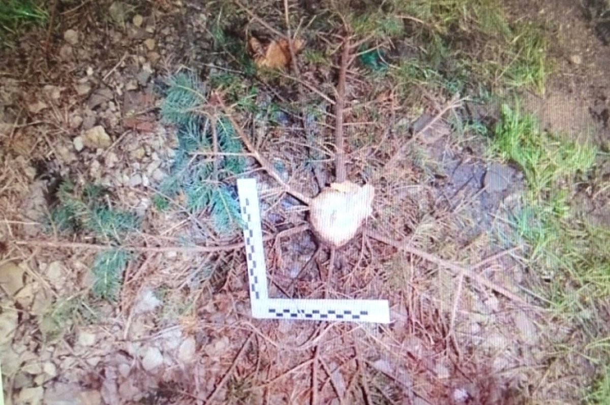 Под Новороссийском местный житель спилил и похитил у соседа голубую ель