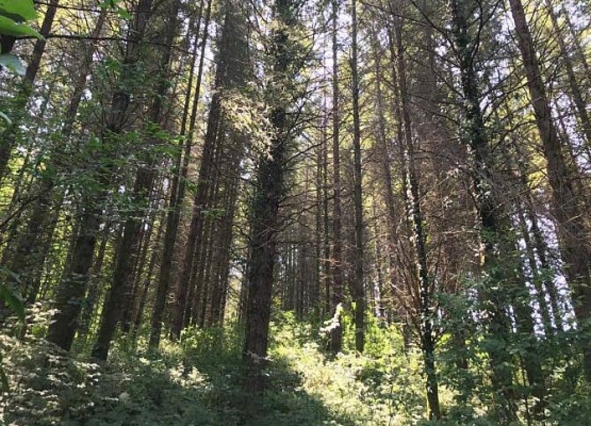 Головинский лесопарк в Сочи стал особо охраняемой природной территорией
