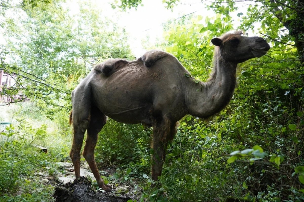 В Сочи нашли месяц назад потерявшуюся верблюдицу