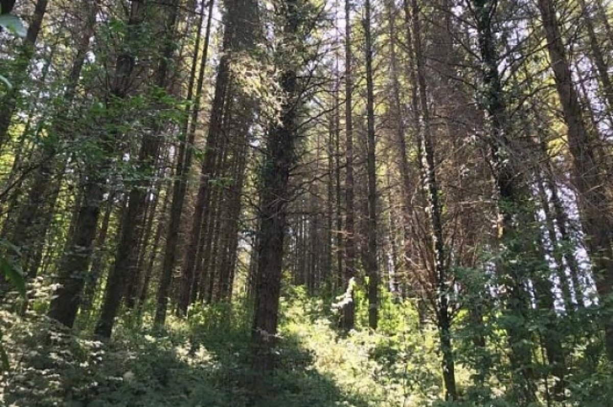 Найденный погибшим бизнесмен из Новороссийска покончил с собой в лесу