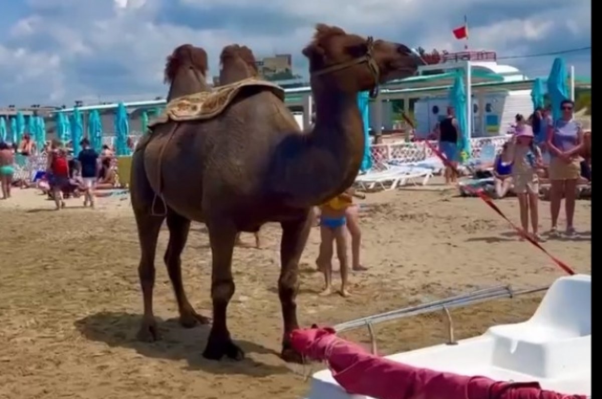 В Анапе проверят владельца верблюда, с которым фотографируются на пляже