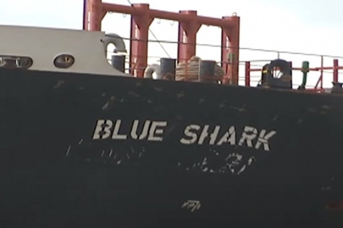      blue shark   