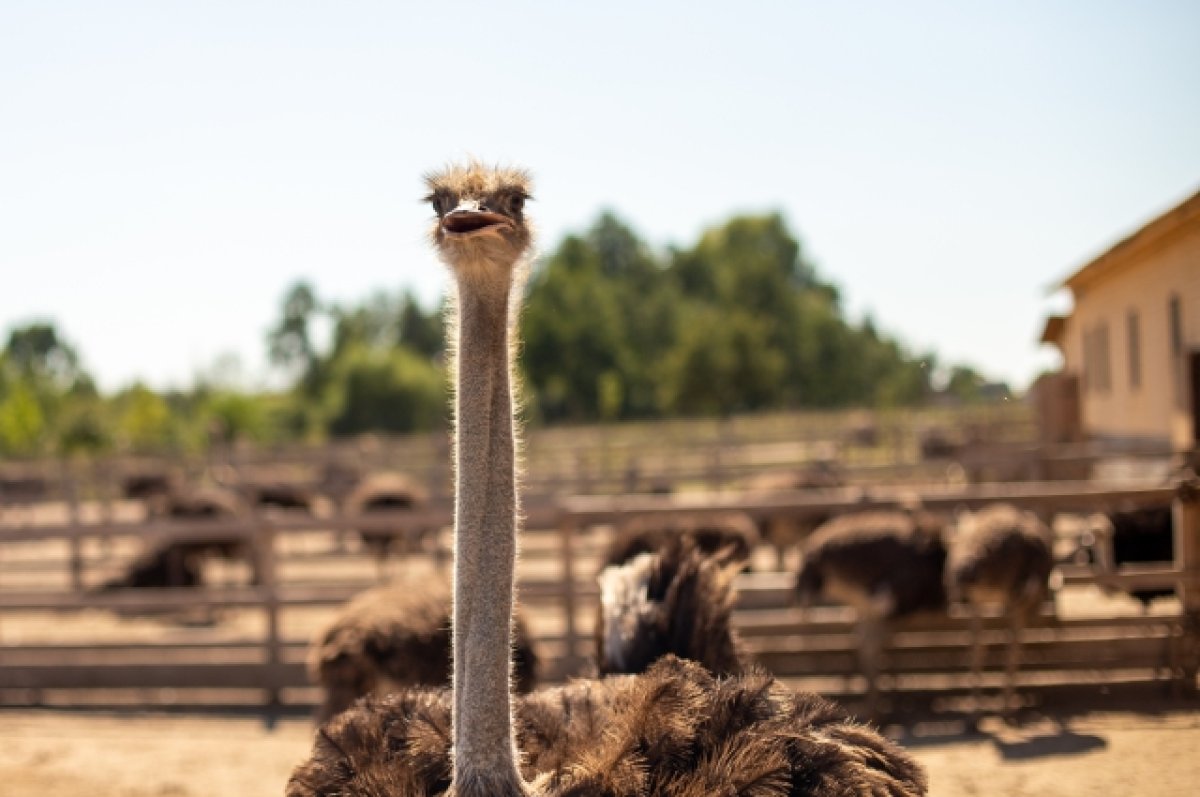 В Армавире погиб сбежавший с фермы страус