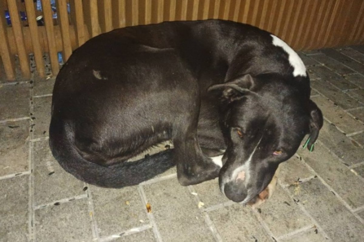 Полицейские опровергли информацию об отравлении собаки в Сочи