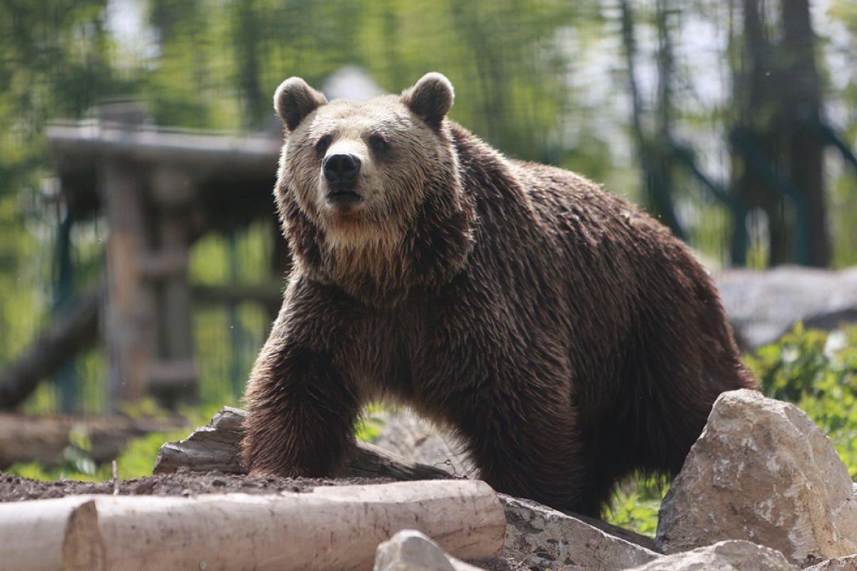 В горах Сочи заметили первых вышедших из зимней спячки медведей