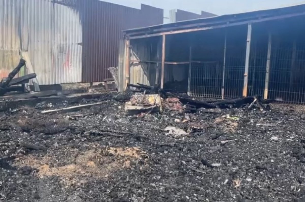 Владельцы сгоревшего приюта для животных на Кубани винят недоброжелателей