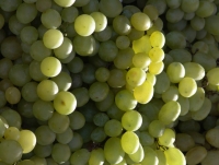 Какой виноград полезнее зеленый или синий