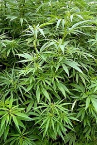 В оренбурге выращивали марихуану через сколько конопля выйдет из крови