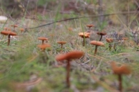В Ростовской области с начала осени зарегистрирован 31 случай пищевых отравлений от употребления дикорастущих грибов.