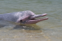 Китайский горбатый дельфин (Sousa chinensis) 