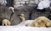 Новорожденные белые медвежата с медведицей в Московском зоопарке.