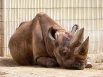 Западный черный носорог, 2011 год.  Один из подвидов чёрных носорогов обитавший в Западной Африке (Diceros bicornis longipes) был официально признан вымершим. 
