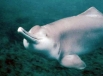 Речной дельфин Бейджи,  был объявлен вымершим в 2006 году