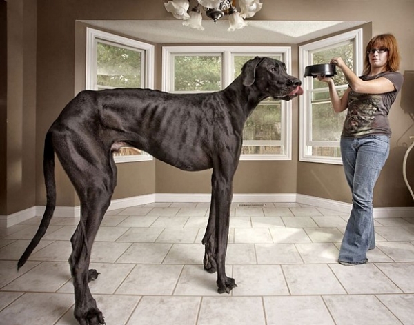 Самую высокую собаку среди ныне живущих зовут «Зевс». Высота гиганта составляет 1.12 м, а живет он в США