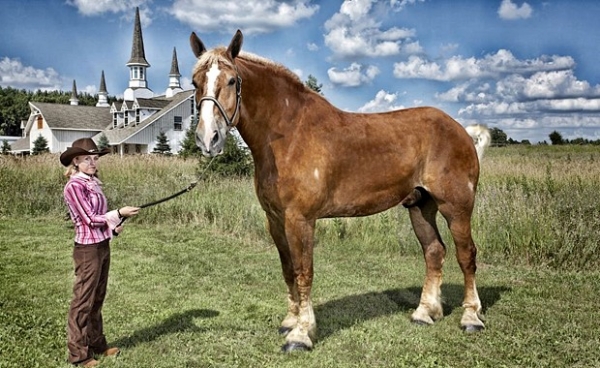 Конь по кличке «Большой Джейк», он живет в США. Его рост без подков — 210.19 см