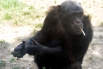 Самое умное животное - шимпанзе. В их досуг входит общение с представителями своего вида, контроль своего окружения, мимика, жестикуляция, способность пользоваться орудиями труда. При этом есть особи, у которых развиты определенные языковые навыки.