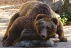 Самый крупный в мире хищник - это медведь - кадьяк. Длина его более трех метров, а вес свыше 700 килограммов