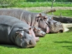 Самый толстокожий -  нильский бегемот. У него толщина кожи доходит до 2,5 сантиметра (у слона - 1,8 сантиметра, у носорога - 2 сантиметра).