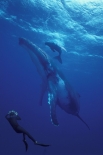 Самый большой и одновременно самый тяжелый на нашей планете - синий кит. Длина взрослого кита может превышать 30 метров, а вес достигает 125 тонн и даже больше.
