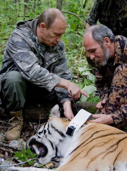 Владимир Путин вместе с учеными застегивает на шее тигрицы спутниковый ошейник