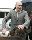 Путин покормил теленка из бутылочки в Белгородской области