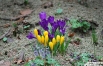 В "Аптекарском огороде" цветут крокусы разных цветов - фиолетовые, белые, желтые, светло-сиреневые