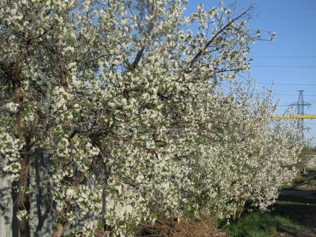 Самара
