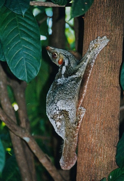 Sunda Colugo, также известен, как Зондский летающий лемур, но на самом деле это не лемур и он явно не летает. Вместо этого, он прыгает и планирует среди деревьев. Живет только на деревьях, активен ночью, а питается он мягкими частями растений, такими ка