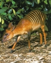 Зебровый дукер
Зебровые дукеры - небольшие антилопы из Кот-д'Ивуара. У них золотая или красно-коричневая шерсть с характерными для зебры полосами. Отсюда и название. Они живут в тропических лесах и питаются листьями и фруктами
