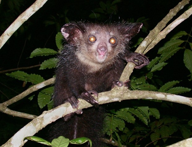 Руконожка, или мадагаскарская руконожка, или ай-ай (лат. Daubentonia madagascariensis) — единственный вид из семейства руконожковых (Daubentoniidae), млекопитающее из отряда полуобезьян, с пушистой чёрно-бурой шерстью, длинным хвостом и очень удлинёнными