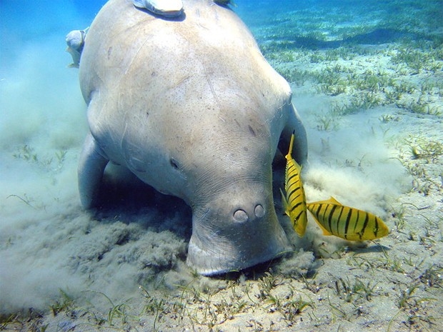 Дюгонь (лат. Dugong dugon) — водное млекопитающее; единственный современный представитель рода дюгоней семейства дюгоневых отряда сирен. Название «дюгонь» происходит от малайского duyung, означающего «русалка», «морская дева».