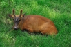 Индийский мунтжак - вид млекопитающих семейства оленевых.
 Обитает в тропических и субтропических лиственных лесах, саваннах и буше, на склонах холмов и в Гималаях на высоте до 3000 метров.
При приближении хищника олени издают короткий визжащий звук, по