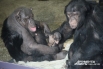 Шимпанзе Даше, которая родилась в Челябинском зоопарке, исполнился один годик. В основном, воспитанием Даши занимается мама – шимпанзе Сони. Папа, шимпанзе Бонни, гордится своей малышкой. Он относится к ней бережно и никогда не обижает свою дочь. <br><a h
