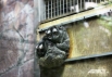 Всего в Ленинградском зоопарке обитают около трех тысяч зверей, представлены 400 видов животных.  <br>
<a href="http://www.spb.aif.ru/society/gallery/859">Их снимки - в этой фотогалерее.</a>