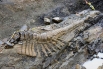 В пустынных песках на севере Мексики палеонтологи раскопали 50 позвонков хвоста динозавра.

