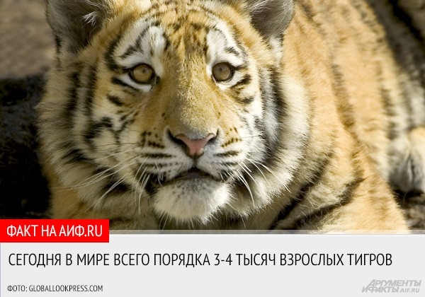 29 июля в мире отмечается Международный день тигра. <a href="http://www.aif.ru/dontknow/file/eco/15141">АиФ.ru собрал самые интересные факты об этих красивых и редких животных, которых на сегодняшний день на планете осталось так мало.</a>